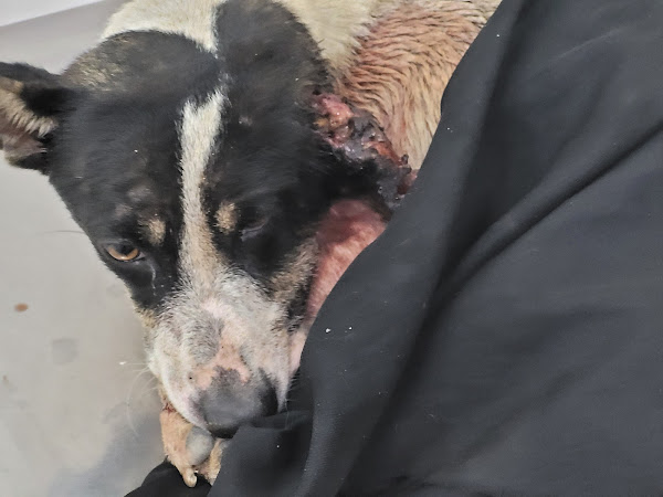 Foto 1 S.O.S Pets Manaus