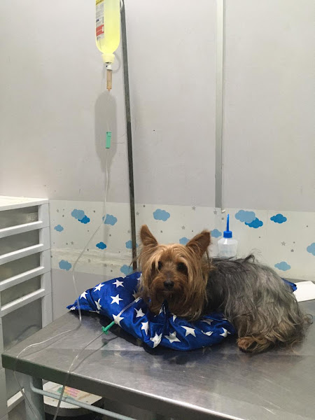 Foto 2 Clin. Vet. Meg e Dolly Cachoeirinha 24 hs