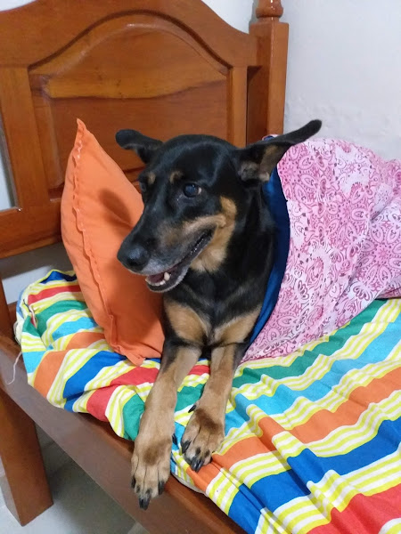 Foto 1 Prontovet Especialidades Veterinárias