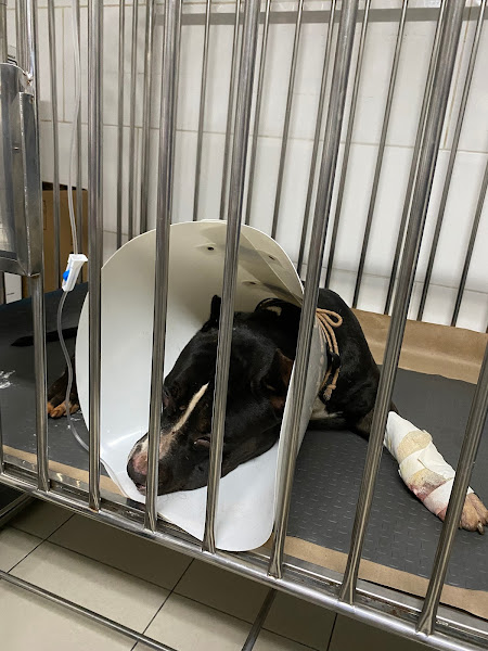 Foto 2 Prontovet Especialidades Veterinárias