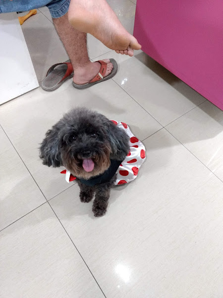 Foto 3 Prontovet Especialidades Veterinárias