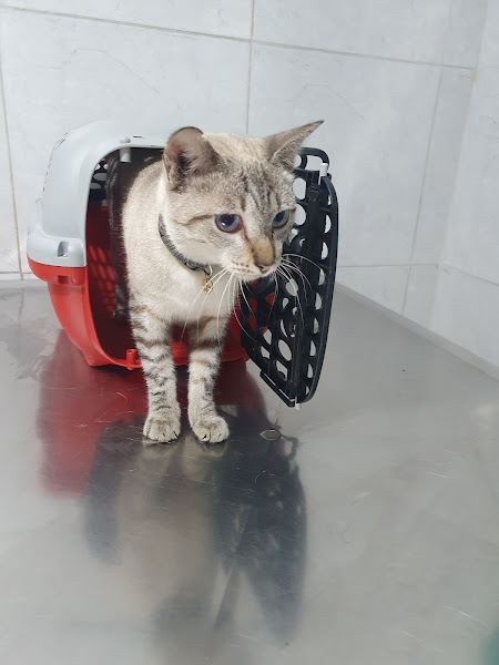 Foto 4 Prontovet Especialidades Veterinárias