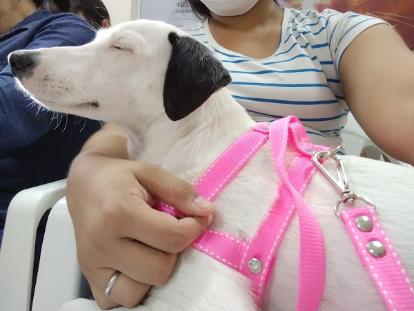 Foto 2 Ong Anjos de Rua Manaus