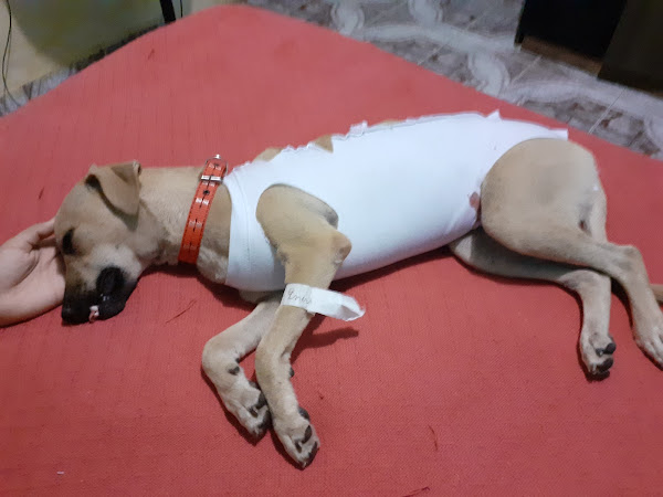 Foto 4 Ong Anjos de Rua Manaus