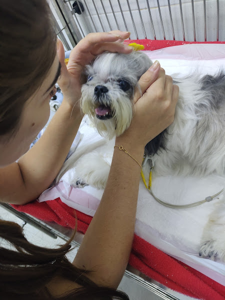 Foto 2 Clínica Veterinária Paulistano 24h