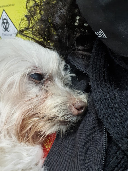 Foto 4 Clínica Veterinária Paulistano 24h