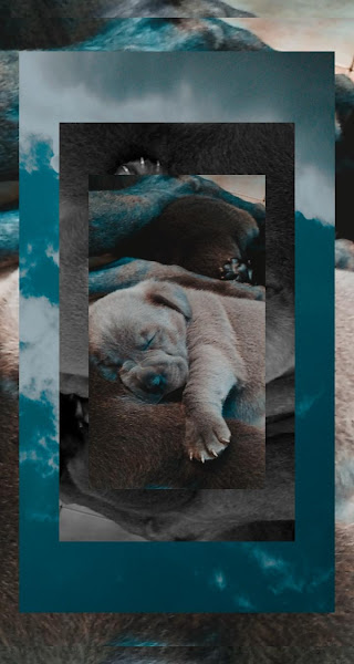 Foto 1 Clínica Veterinária Guarulhos