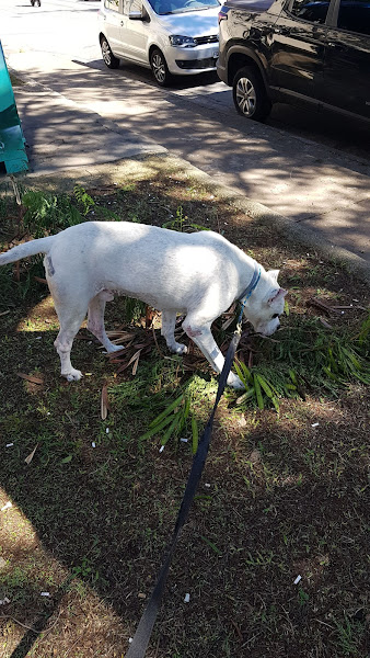 Foto 2 Clínica Veterinária Guarulhos