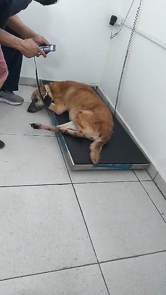 Foto 3 Clínica Veterinária Guarulhos