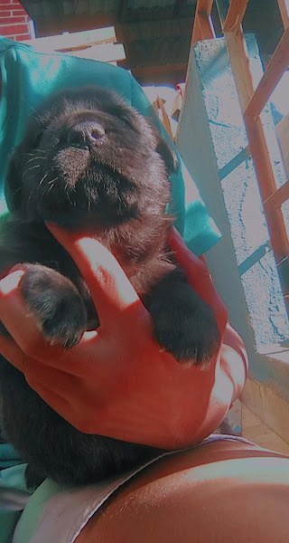 Foto 4 Clínica Veterinária Guarulhos