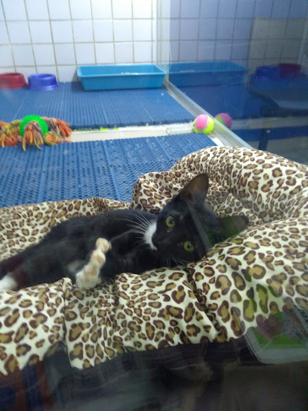 Foto 3 Pet Shop Rações Renata - Timóteo Penteado