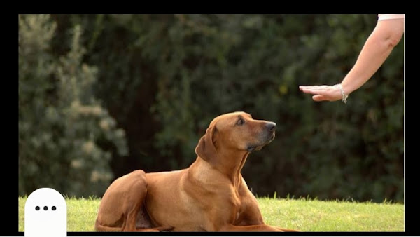 Adestramento De Cães Almeida