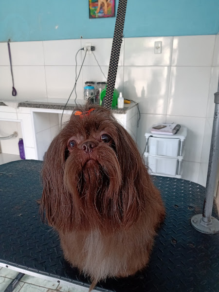 Foto 1 Banho E Tosa Love Pet