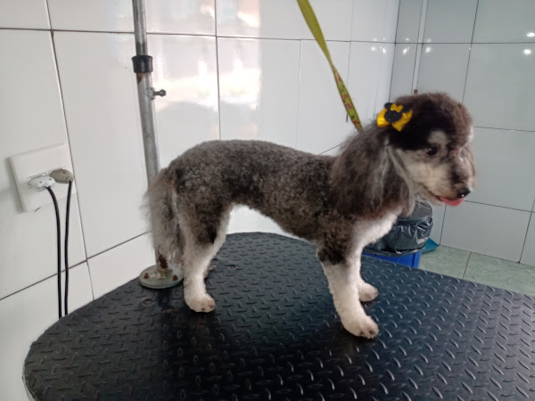 Foto 2 Banho E Tosa Love Pet