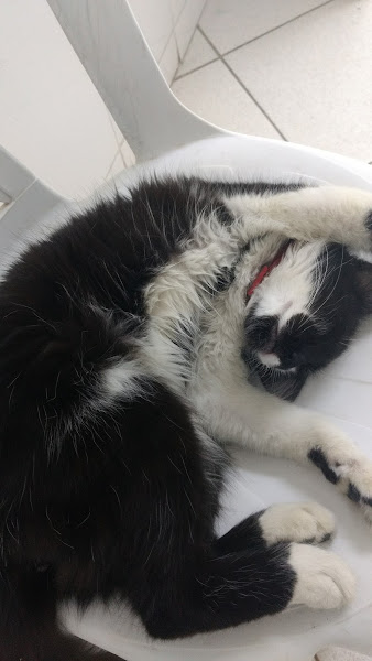 Foto 1 Clínica Veterinária Apaixonados Por Quatro Patas RJ