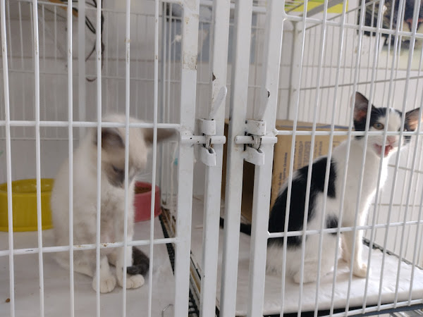 Foto 2 Clínica Veterinária Apaixonados Por Quatro Patas RJ