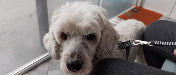 Veterinária Can & Fel