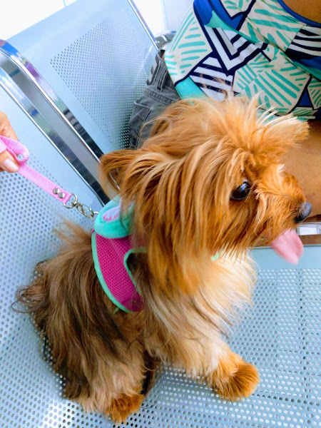 Foto 1 Veterinária Can & Fel