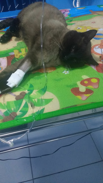 Foto 1 Can & Fel Veterinaria