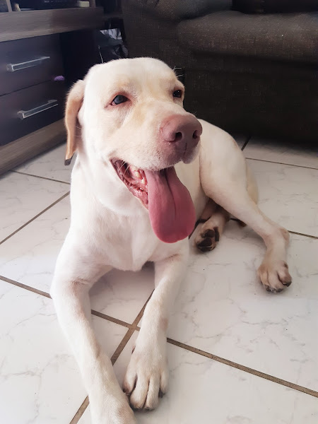 Foto 3 Veterinária Quatro Patas (Bairro Centenário Caxias) Foto 3 Veterinária Quatro Patas (Bairro Centenário Caxias)