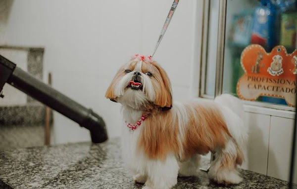 Foto 1 Villa Pet Shop - SBC