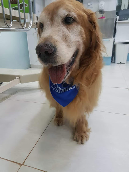 Foto 2 Vetlife Clínica Veterinária 24 horas