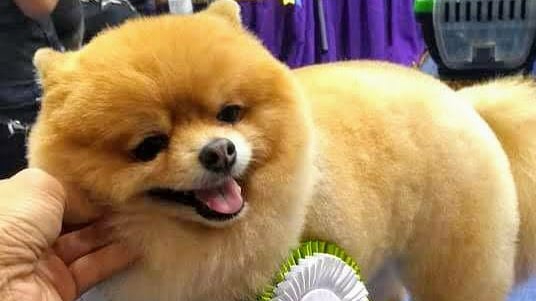 Pet Brow Clínica veterinária 24hs e Banho e Tosa