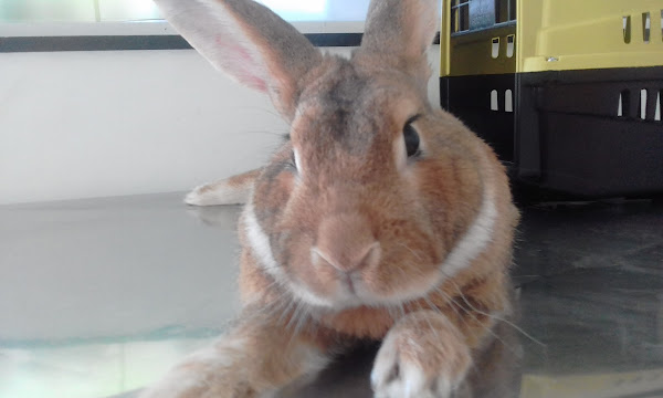 Foto 3 Pet Brow Clínica veterinária 24hs e Banho e Tosa