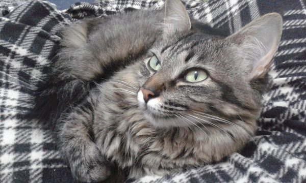 Clínica Veterinária São Bernardo