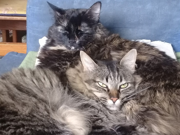 Foto 1 Clínica Veterinária São Bernardo