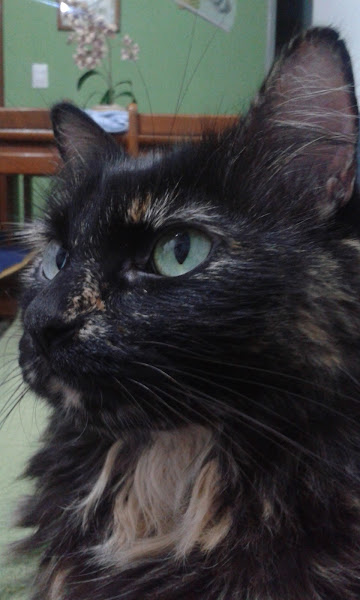 Foto 3 Clínica Veterinária São Bernardo