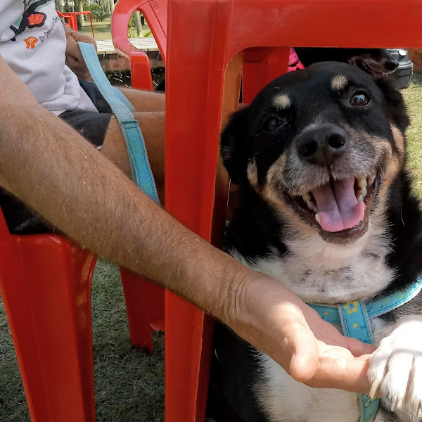 Foto 2 Clinica Veterinária Dr Roberto Hato