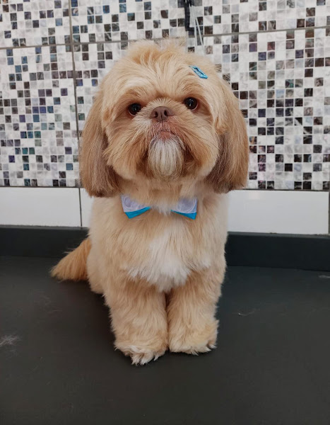 PSA Clínica Veterinária