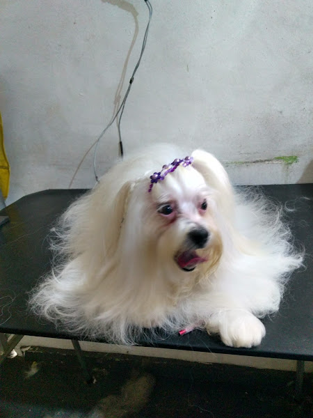 Foto 2 Pontinha da Pata