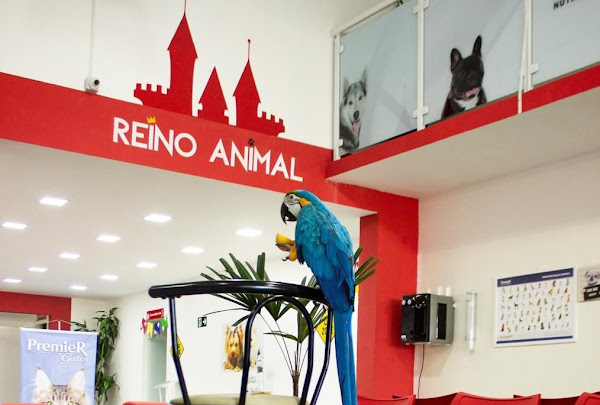 Reino Animal