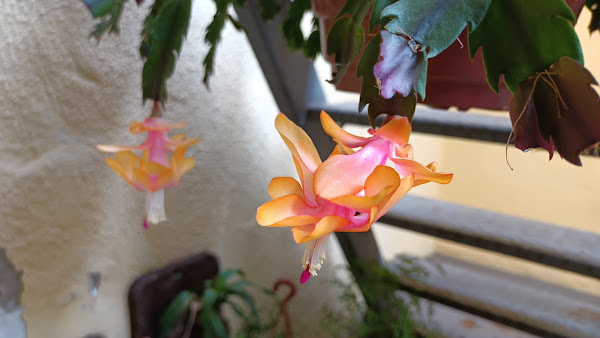 Foto 1 Fauna - Centro de Diagnóstico e Especialidades Veterinárias