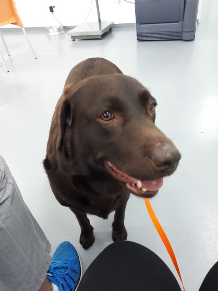 Foto 3 Hospital Veterinário Cão Bernardo