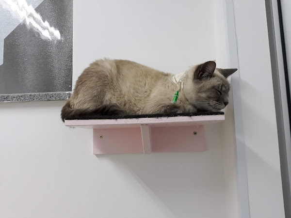 Foto 4 Hospital Veterinário Cão Bernardo