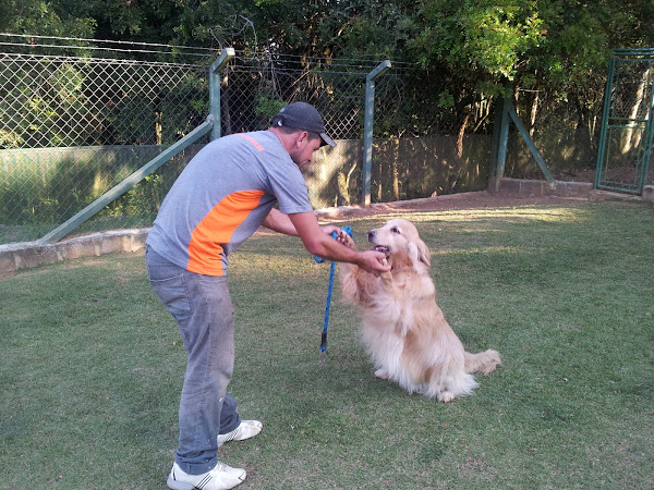 Foto 1 SUNSET RESORT HOTEL PARA CÃES E ASILO PARA CACHORROS E ADESTRAMENTO DE CÃES