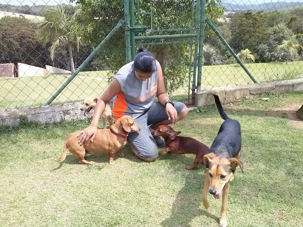 Foto 3 SUNSET RESORT HOTEL PARA CÃES E ASILO PARA CACHORROS E ADESTRAMENTO DE CÃES