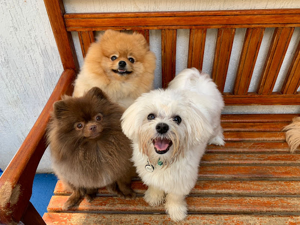 Foto 1 La Petite Sophie - Escola e Comportamento para cães de pequeno porte