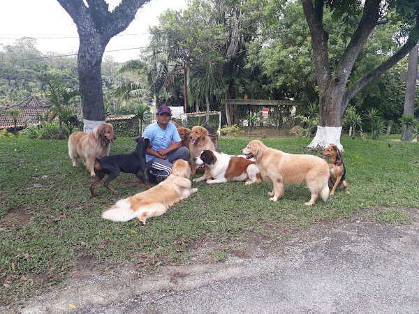 Confortt Pets - Creche e Hotel para cães - adestramento - Dog walker - terapia canina