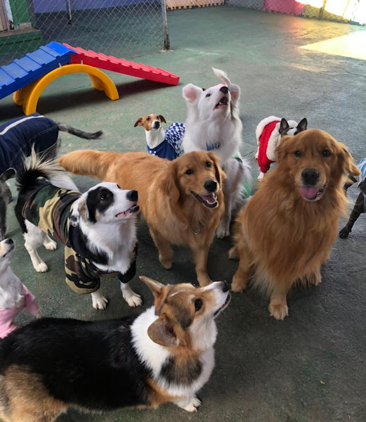 Foto 1 Espaço Confiável e Seguro Hotel e Creche Vila dos Pets ZN