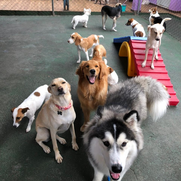 Foto 3 Espaço Confiável e Seguro Hotel e Creche Vila dos Pets ZN