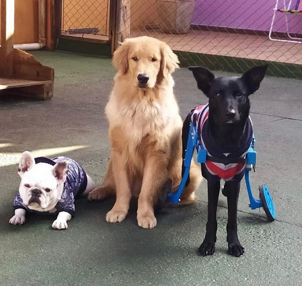 Foto 4 Espaço Confiável e Seguro Hotel e Creche Vila dos Pets ZN