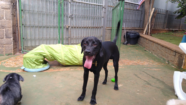 DuCão Pet Hotel DuCão Pet Hotel