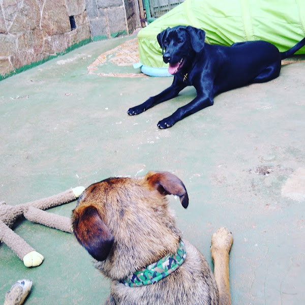 Foto 1 DuCão Pet Hotel