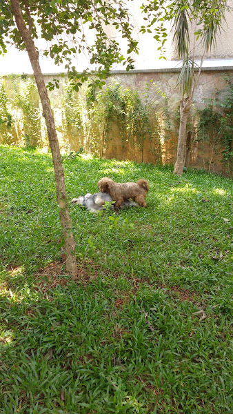 Foto 2 DuCão Pet Hotel