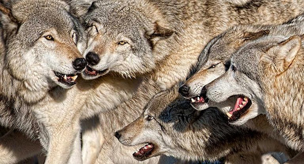 Allpha Pack Allpha Pack