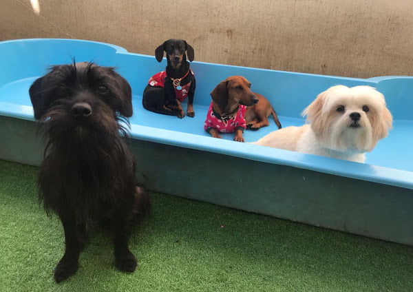 Brincãodoteca Creche e Hotel para Cães